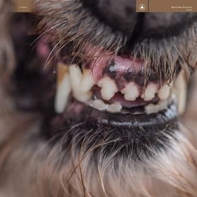 World Eater by Blanck Mass album cover