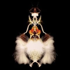 Fyuti by Bola album cover