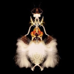 Fyuti by Bola album cover