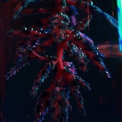 Cocoon Crush by Objekt album cover
