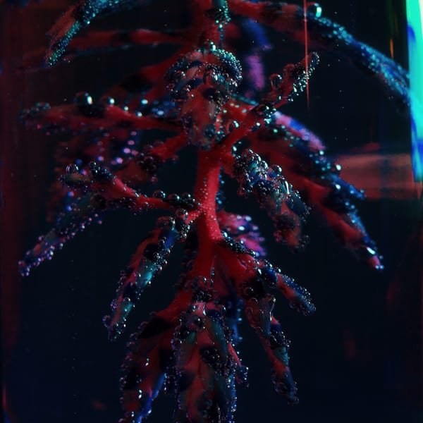 Cocoon Crush by Objekt album cover